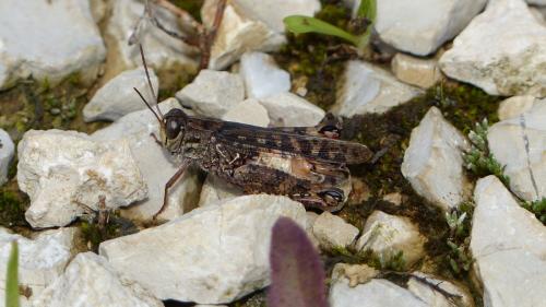 Calliptamus italicus
